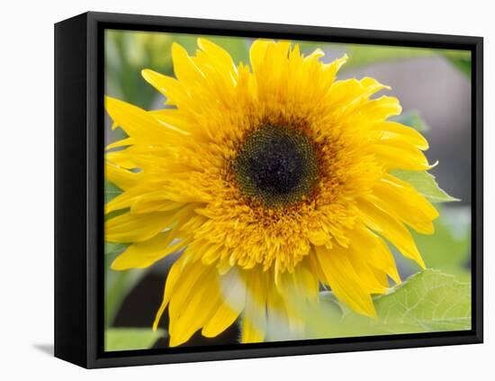 Sunflower, Seattle, Washington, USA-Terry Eggers-Framed Premier Image Canvas