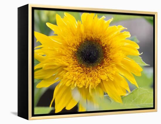 Sunflower, Seattle, Washington, USA-Terry Eggers-Framed Premier Image Canvas