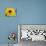 Sunflower, Seattle, Washington, USA-Terry Eggers-Photographic Print displayed on a wall