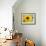 Sunflower, Seattle, Washington, USA-Terry Eggers-Framed Photographic Print displayed on a wall