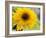 Sunflower, Seattle, Washington, USA-Terry Eggers-Framed Photographic Print