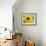 Sunflower, Seattle, Washington, USA-Terry Eggers-Framed Photographic Print displayed on a wall