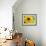 Sunflower, Seattle, Washington, USA-Terry Eggers-Framed Photographic Print displayed on a wall