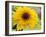 Sunflower, Seattle, Washington, USA-Terry Eggers-Framed Photographic Print