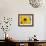 Sunflower, Seattle, Washington, USA-Terry Eggers-Framed Photographic Print displayed on a wall