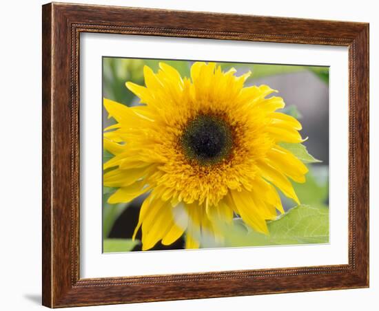 Sunflower, Seattle, Washington, USA-Terry Eggers-Framed Photographic Print