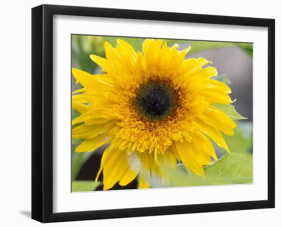 Sunflower, Seattle, Washington, USA-Terry Eggers-Framed Photographic Print