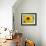 Sunflower, Seattle, Washington, USA-Terry Eggers-Framed Photographic Print displayed on a wall