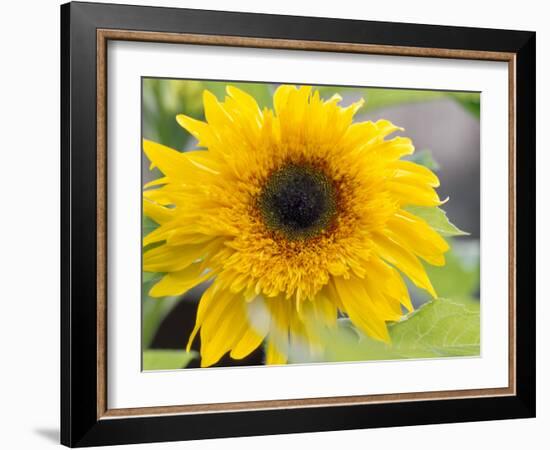 Sunflower, Seattle, Washington, USA-Terry Eggers-Framed Photographic Print