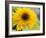 Sunflower, Seattle, Washington, USA-Terry Eggers-Framed Photographic Print