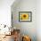 Sunflower, Seattle, Washington, USA-Terry Eggers-Framed Photographic Print displayed on a wall