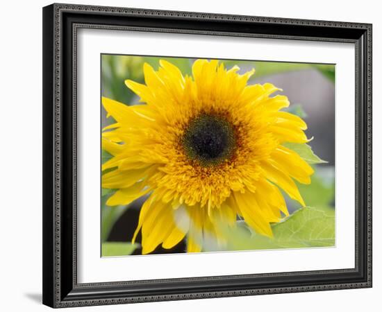 Sunflower, Seattle, Washington, USA-Terry Eggers-Framed Photographic Print