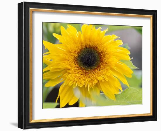 Sunflower, Seattle, Washington, USA-Terry Eggers-Framed Photographic Print