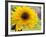 Sunflower, Seattle, Washington, USA-Terry Eggers-Framed Photographic Print