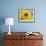 Sunflower, Seattle, Washington, USA-Terry Eggers-Framed Photographic Print displayed on a wall