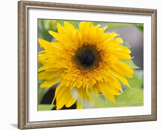 Sunflower, Seattle, Washington, USA-Terry Eggers-Framed Photographic Print