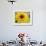 Sunflower, Seattle, Washington, USA-Terry Eggers-Framed Photographic Print displayed on a wall