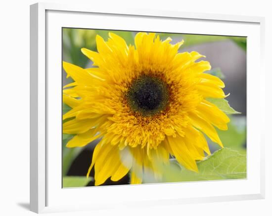 Sunflower, Seattle, Washington, USA-Terry Eggers-Framed Photographic Print