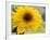 Sunflower, Seattle, Washington, USA-Terry Eggers-Framed Photographic Print