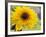 Sunflower, Seattle, Washington, USA-Terry Eggers-Framed Photographic Print