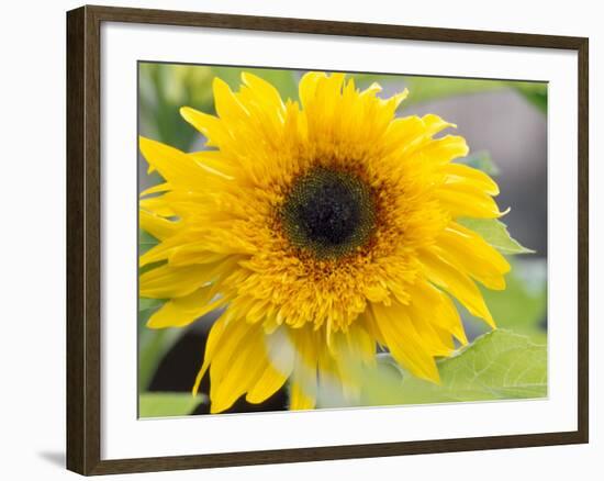 Sunflower, Seattle, Washington, USA-Terry Eggers-Framed Photographic Print