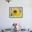 Sunflower, Seattle, Washington, USA-Terry Eggers-Framed Photographic Print displayed on a wall