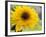 Sunflower, Seattle, Washington, USA-Terry Eggers-Framed Photographic Print