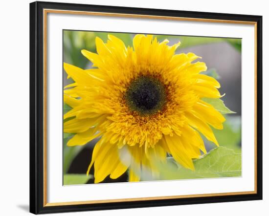 Sunflower, Seattle, Washington, USA-Terry Eggers-Framed Photographic Print