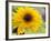 Sunflower, Seattle, Washington, USA-Terry Eggers-Framed Photographic Print