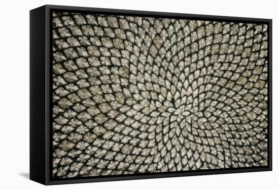 Sunflower Seed Head-Dr^ Jeremy-Framed Premier Image Canvas