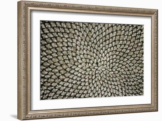 Sunflower Seed Head-Dr^ Jeremy-Framed Photographic Print