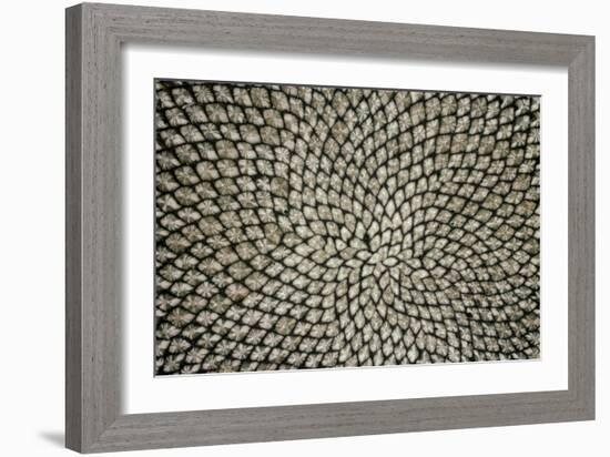 Sunflower Seed Head-Dr^ Jeremy-Framed Photographic Print