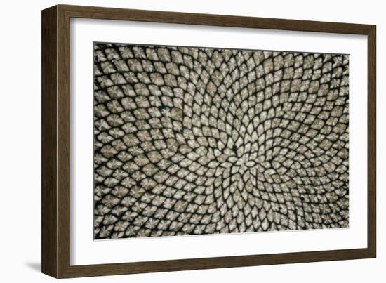 Sunflower Seed Head-Dr^ Jeremy-Framed Photographic Print