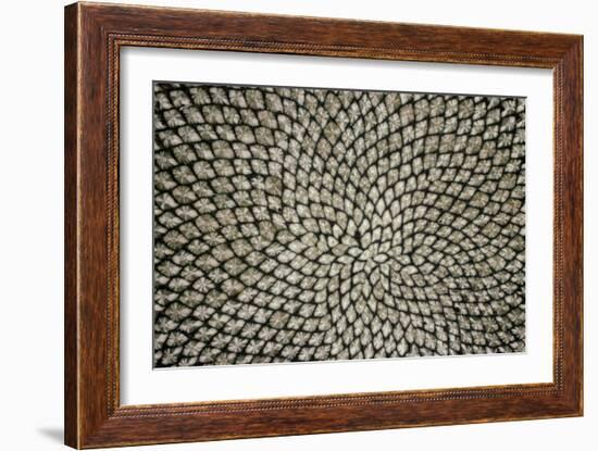 Sunflower Seed Head-Dr^ Jeremy-Framed Photographic Print