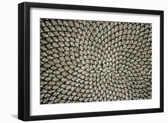 Sunflower Seed Head-Dr^ Jeremy-Framed Photographic Print