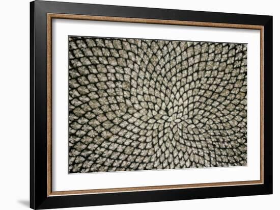 Sunflower Seed Head-Dr^ Jeremy-Framed Photographic Print