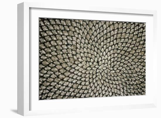 Sunflower Seed Head-Dr^ Jeremy-Framed Photographic Print