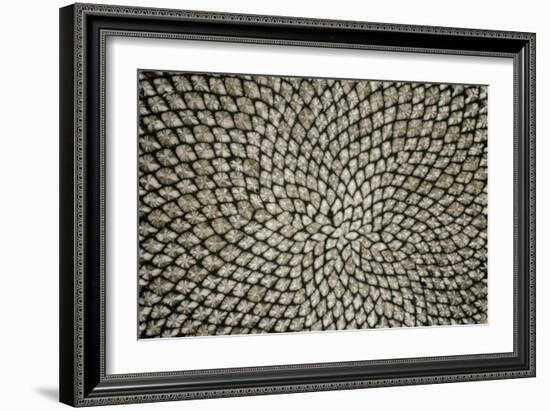 Sunflower Seed Head-Dr^ Jeremy-Framed Photographic Print