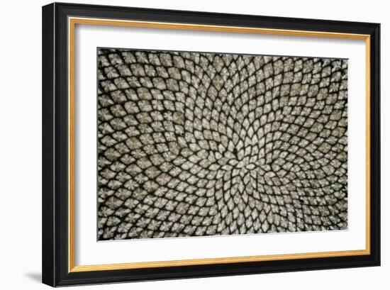 Sunflower Seed Head-Dr^ Jeremy-Framed Photographic Print