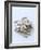 Sunflower Seeds-Alena Hrbkova-Framed Photographic Print