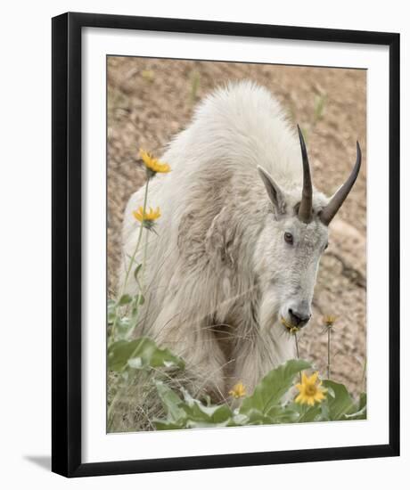 Sunflower Snack-Wink Gaines-Framed Giclee Print