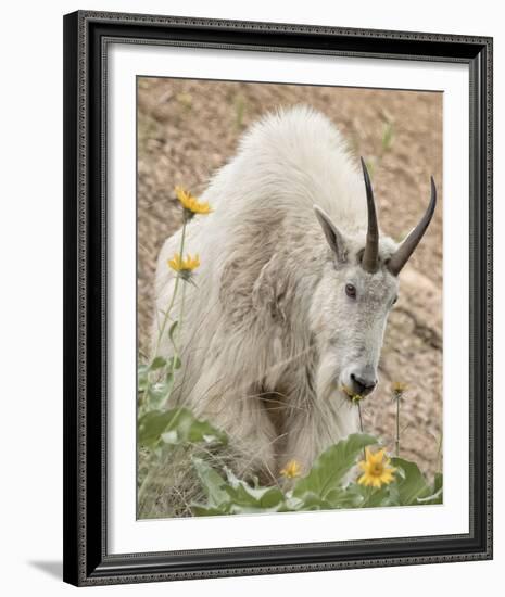 Sunflower Snack-Wink Gaines-Framed Giclee Print