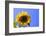 Sunflower Splendor-Stephen Lebovits-Framed Giclee Print