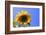 Sunflower Splendor-Stephen Lebovits-Framed Giclee Print