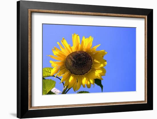 Sunflower Splendor-Stephen Lebovits-Framed Giclee Print