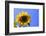 Sunflower Splendor-Stephen Lebovits-Framed Giclee Print