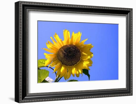 Sunflower Splendor-Stephen Lebovits-Framed Giclee Print