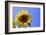 Sunflower Splendor-Stephen Lebovits-Framed Giclee Print