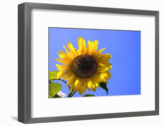 Sunflower Splendor-Stephen Lebovits-Framed Giclee Print