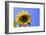 Sunflower Splendor-Stephen Lebovits-Framed Giclee Print